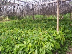 Cacao seedlings 2 months old in the Esmeralda region of Ecuador