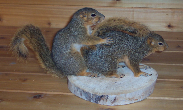 HumpingSquirrels360