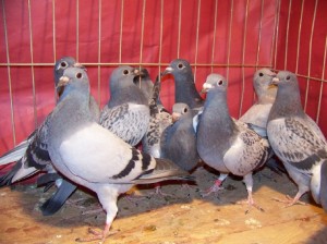 slave pigeons