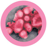 swine-influenza-virus