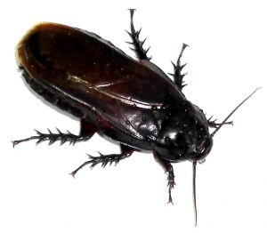 cockroach