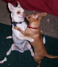 dogs