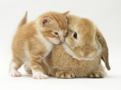 [Image: burton-jane-domestic-kitten-felis-catus-...rabbit.jpg]