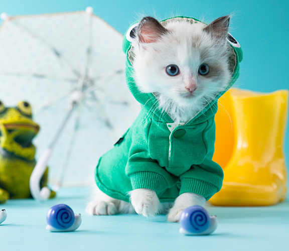 hoodie-cat