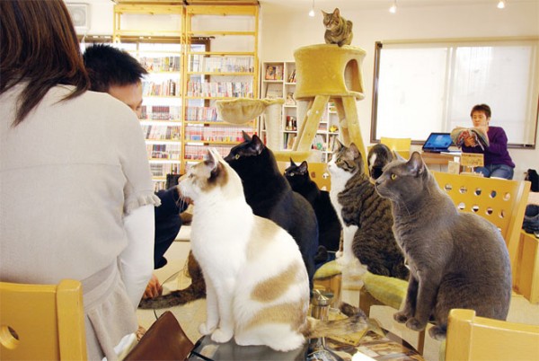 Kitty Cafe