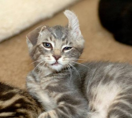 hunover cat