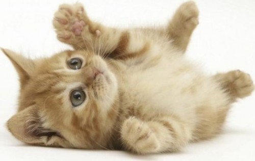 cute-small-tiny-cat-rolling