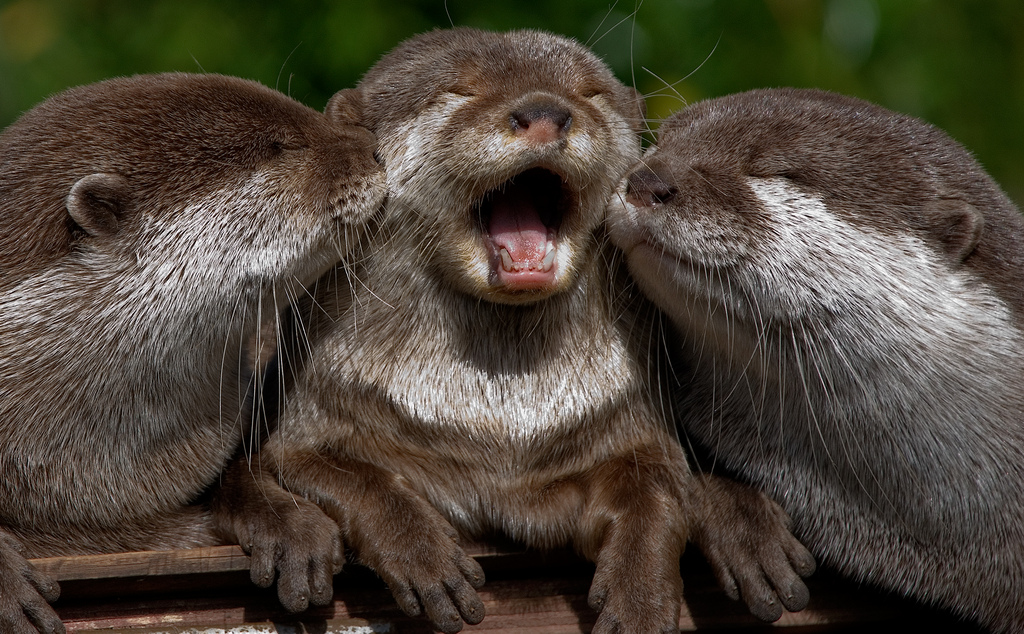 otters threesome
