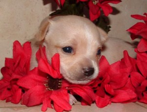 puppy-flowers