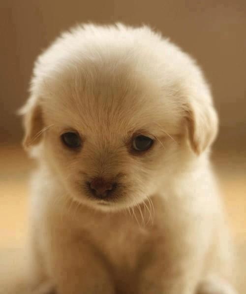the cutest puppy puppy photo the cutest puppy puppy photo