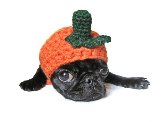 Halloween Puppy