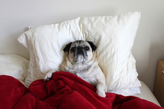 bed pugs pug picture bed pugs pug picture