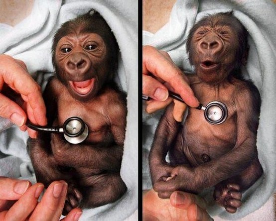 cute funny monkey baby cute funny monkey baby
