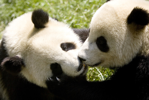 kissing_pandas