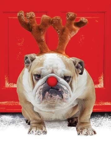 reindeer dog