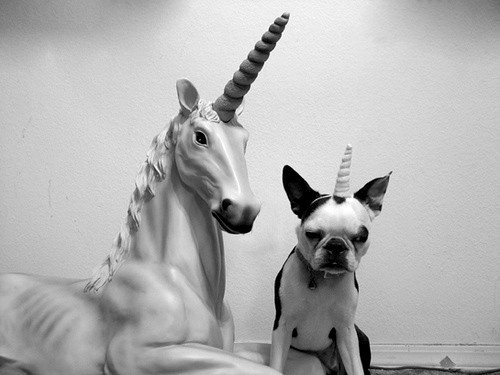 unicorn puppy