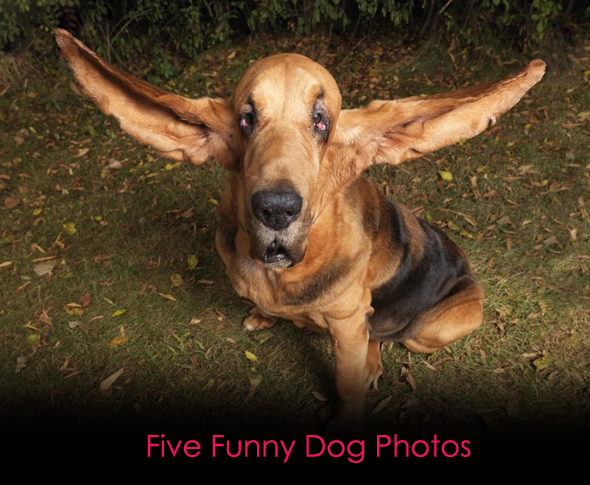 Funny Dog Photos Funny Dog Photos