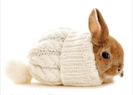 bunny