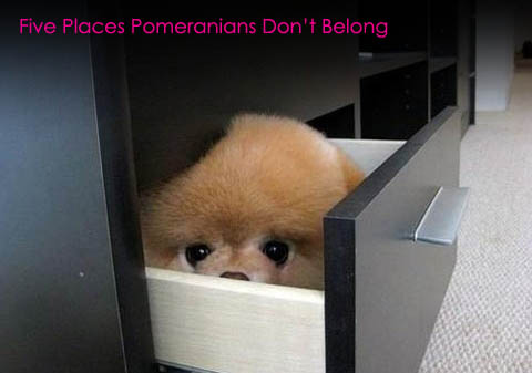 funny dog photos