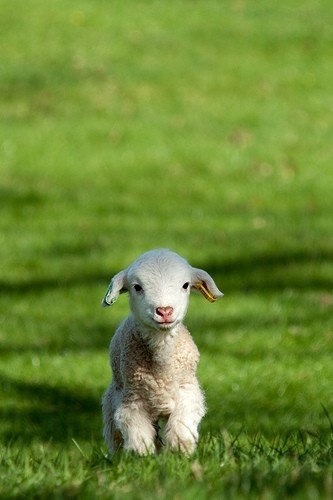 lambs