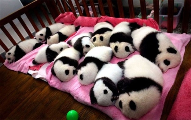 pandas are so cute but so are dolphins