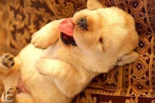 yawning puppy