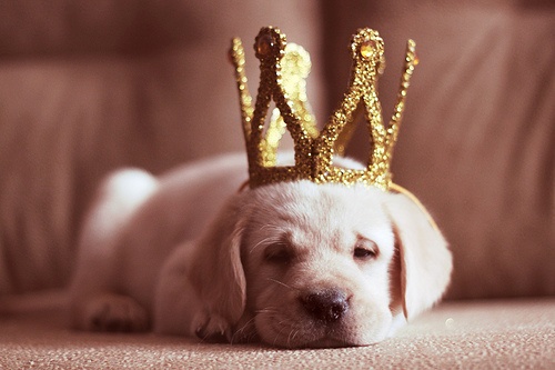 princess puppy princess puppy the luxury spot princess puppy princess puppy the luxury spot