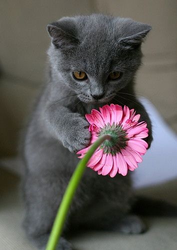 eco-friendly cat