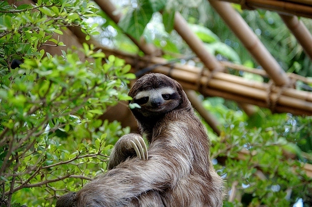 Fabulous sloth Fabulous sloth