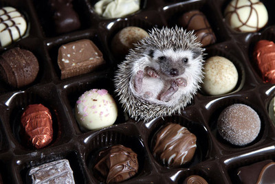 tiny hedgehog tiny hedgehog