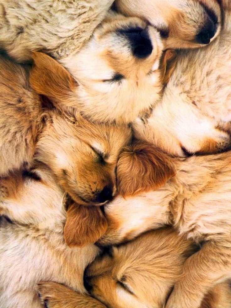 pile of puppies pile of golden retriever puppies pile of puppies pile of golden retriever puppies
