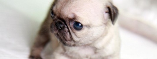 teacup pug prices teacup pug archives the luxury spot teacup pug prices teacup pug archives the luxury spot