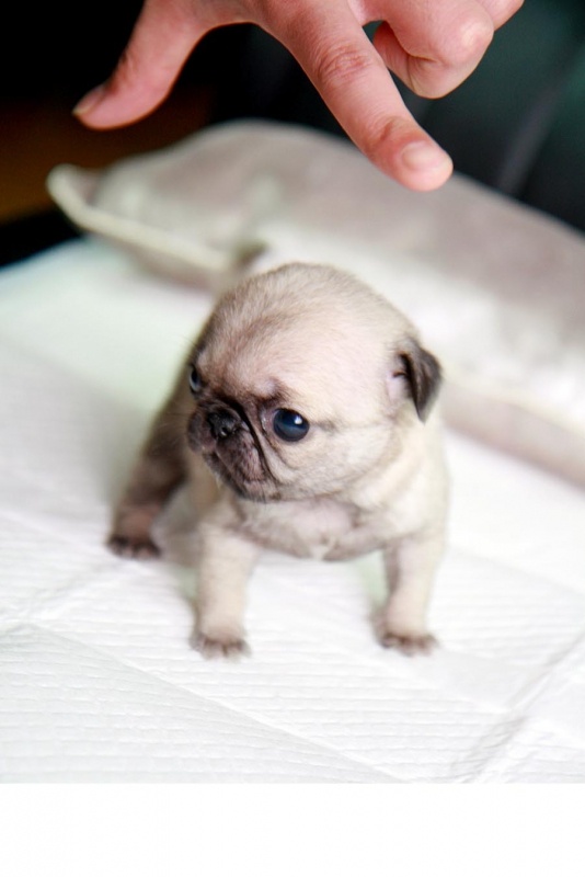 tiny pug puppies teacup pug tiny pug puppies teacup pug