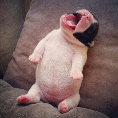 puppy yawning the cutest yawning puppy puppy yawning the cutest yawning puppy
