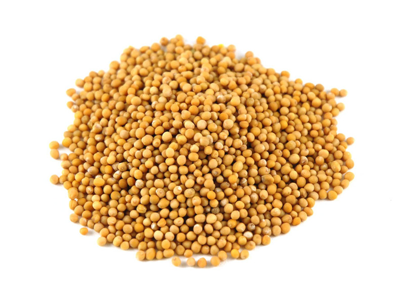 can dogs eat mustard 8 health benefits of mustard the luxury spot can dogs eat mustard 8 health benefits of mustard the luxury spot