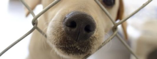 selling puppies laws puppies archives the luxury spot selling puppies laws puppies archives the luxury spot